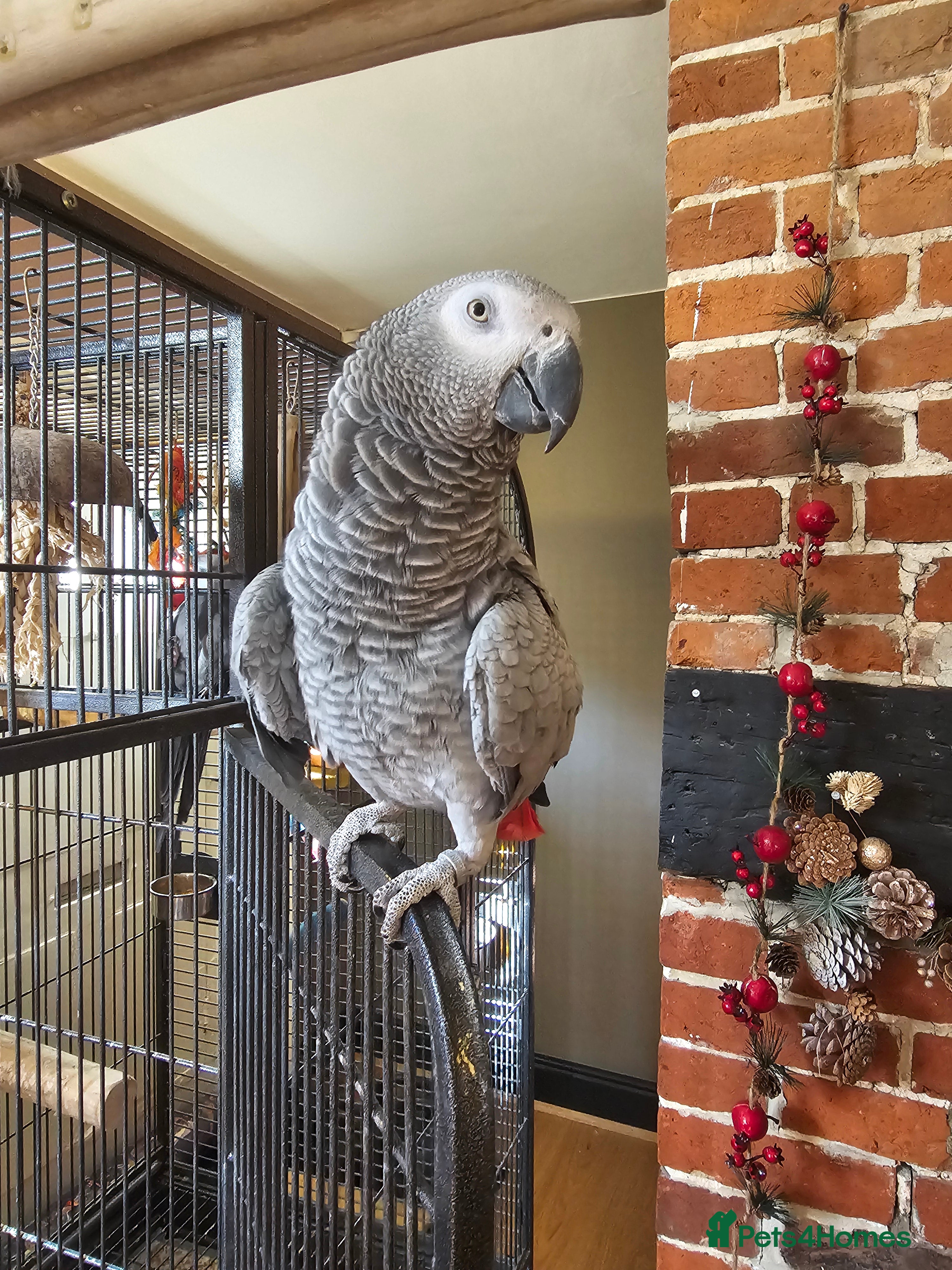 Parrots birds Goose the African Grey Parrot (DNA Female) - Advert 3