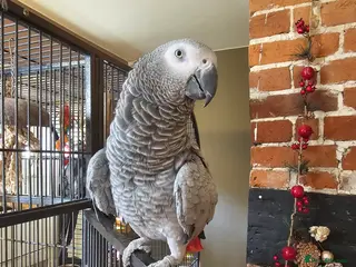 Parrots birds Goose the African Grey Parrot (DNA Female) - Advert 3