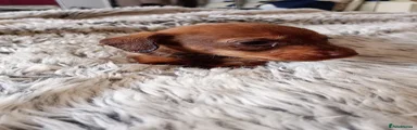 Miniature Dachshund 3