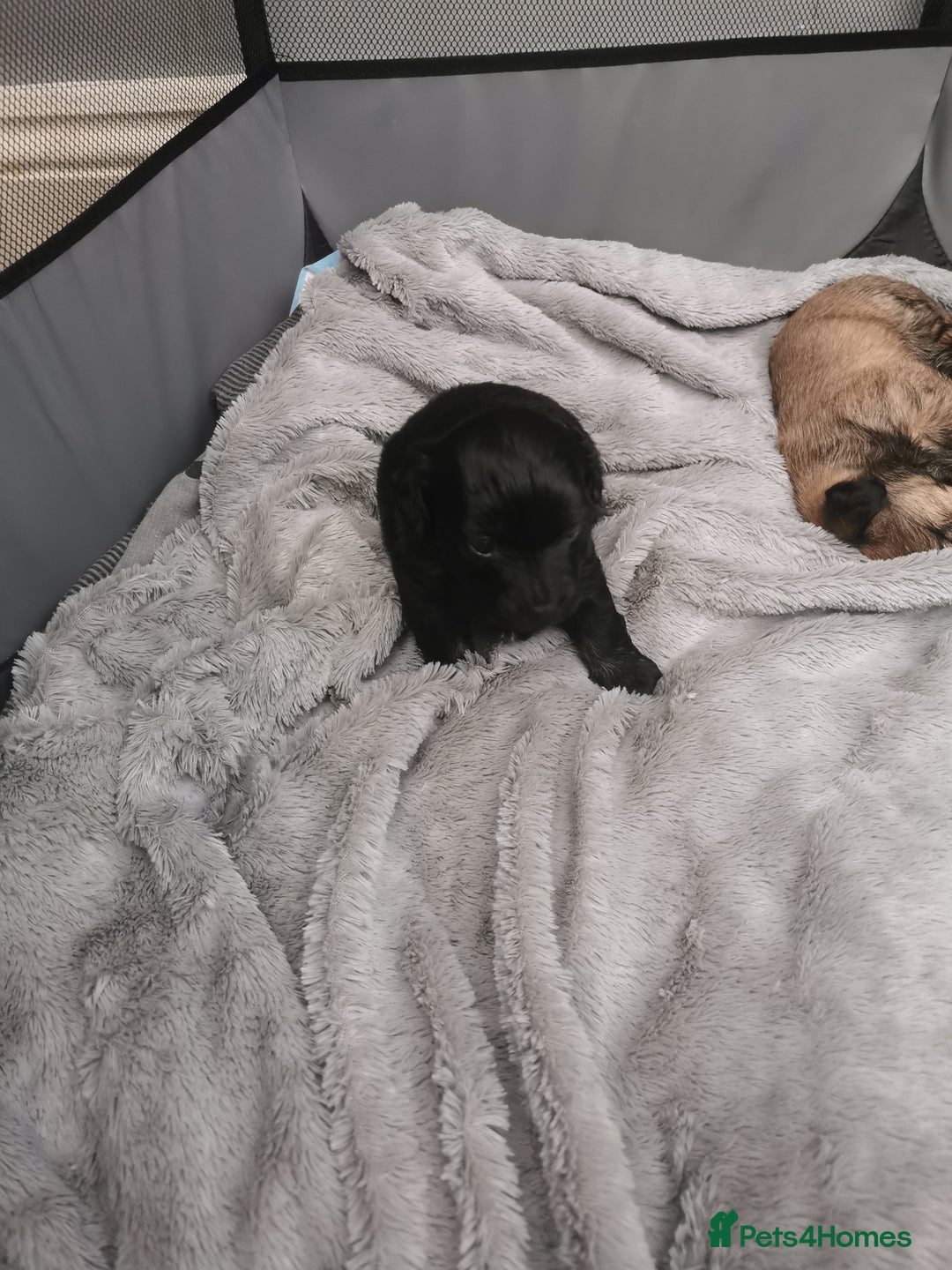 Mixed Breed dogs for sale: Little bundles of schweenie love!  - Image 13