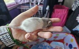 Rat rodents for sale: male and female rats for sale - Image 12