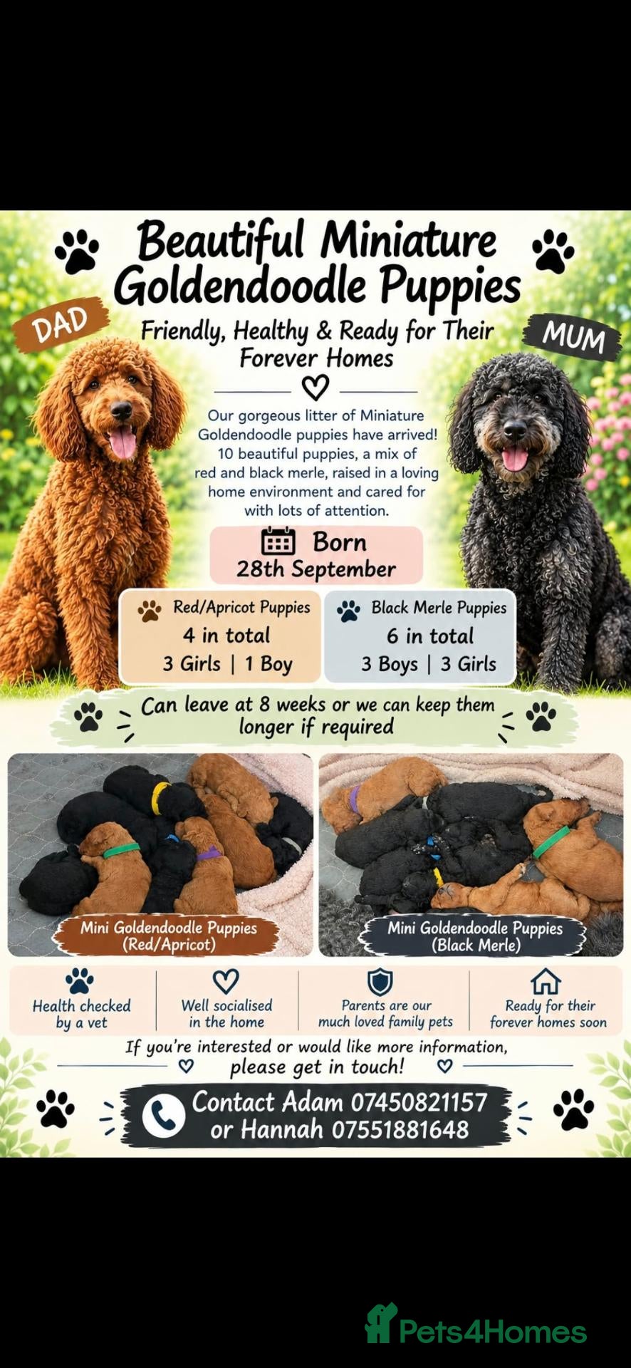 Mini Goldendoodle dogs Beautiful mini goldendoodles for sale. - Advert 2