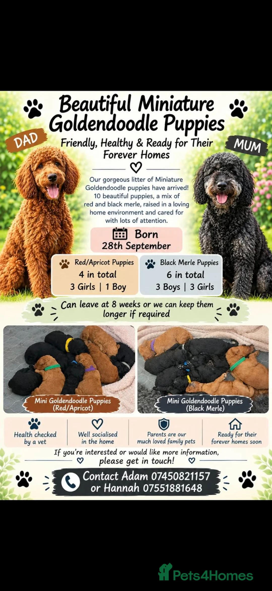 Mini Goldendoodle dogs for sale: Beautiful mini goldendoodles for sale. - Advert 2