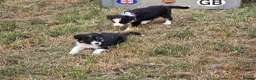Border Collie dogs for sale: Border Collie Puppies for Sale  in Sleaford - Advert 5