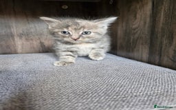 Mixed Breed cats for sale: 4 beautiful kittens  - Image 11