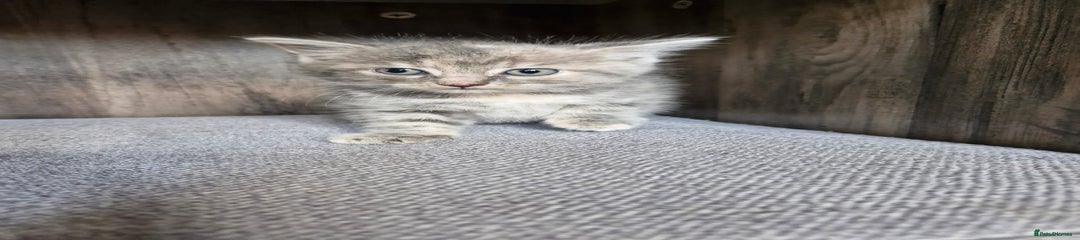 Mixed Breed Kitten 2