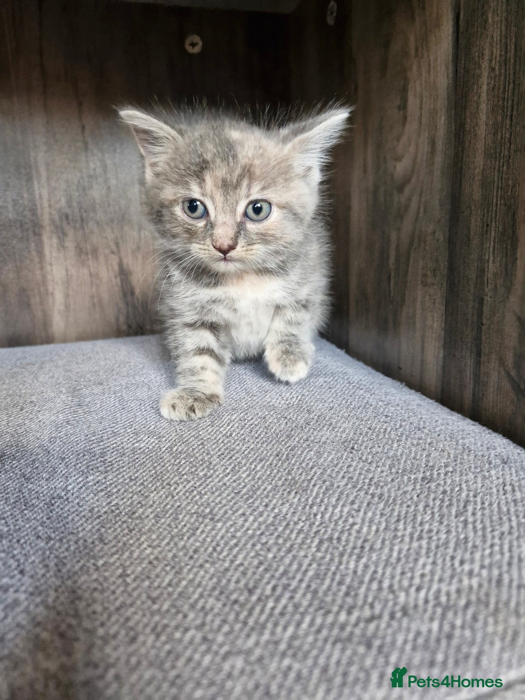 Mixed Breed cats for sale: 4 beautiful kittens  - Image 11