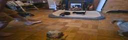 Border Terrier dogs for sale: Border Terrier puppies - Advert 5