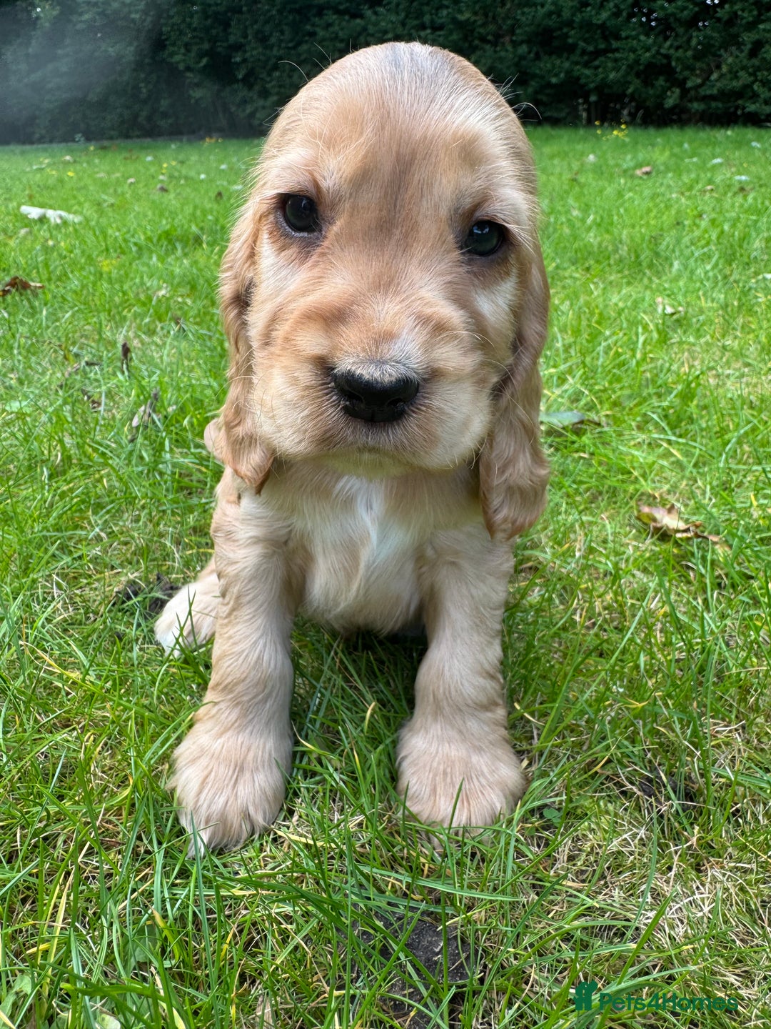 Cocker Spaniel dogs for sale: BEAUTIFUL KC SHOW TYPE COCKER SPANIELS  - Image 23