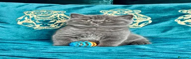 British Shorthair 3 blue girl