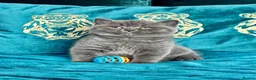 British Shorthair cats for sale: BSH🇬🇧👑🇬🇧💙British Shorthair😻💙 Gccf chunky  - Advert 11