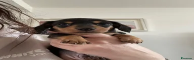 Miniature Dachshund Puppy 2