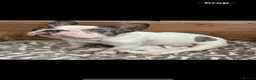 French Bulldog dogs for sale: FRENCH BULLDOG GIRLS - Advert 19