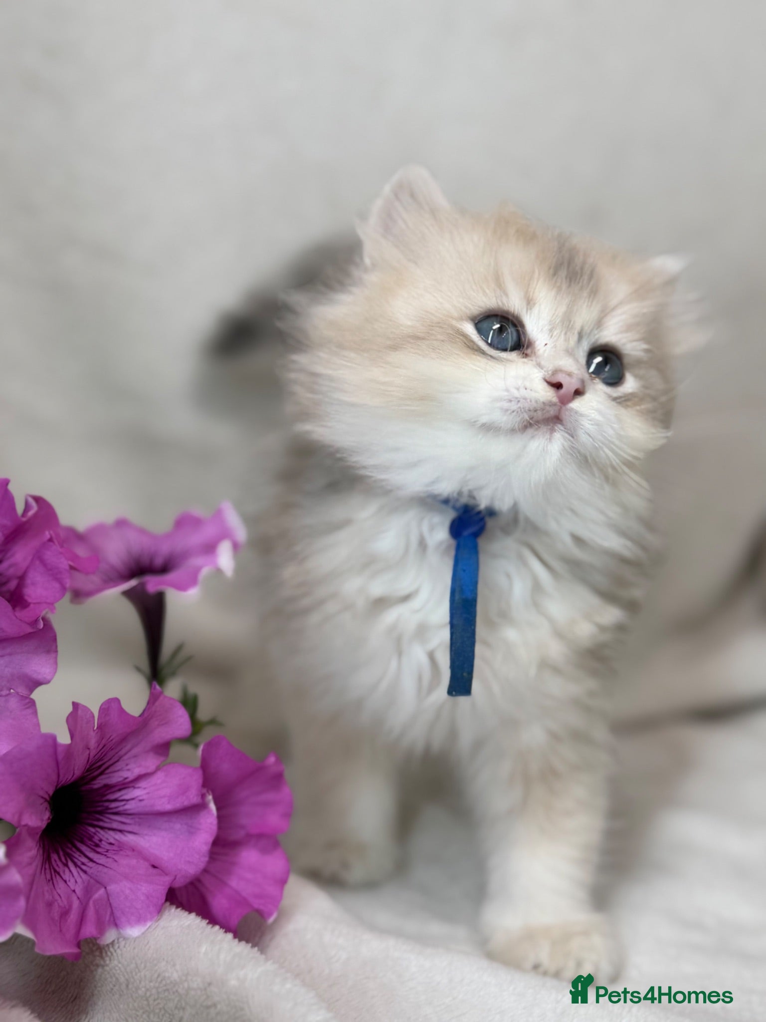 British Shorthair cats British shorthair blue golden kittens GCy - Advert 11