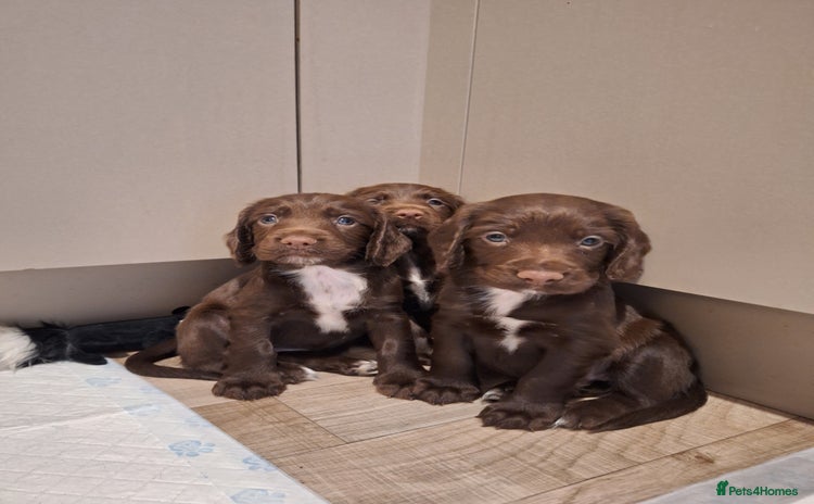 Sprocker dogs - Advert 3