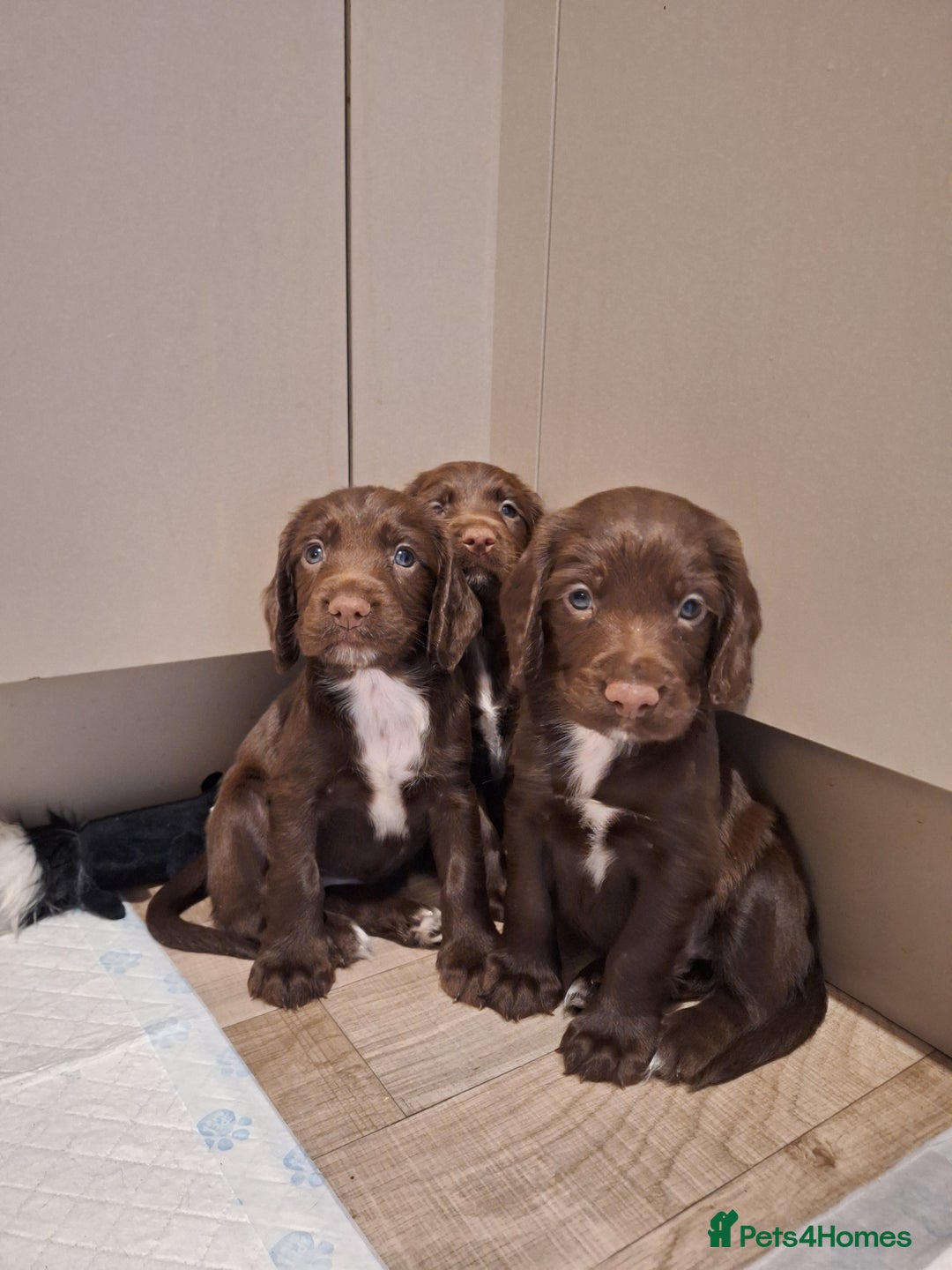 Sprocker dogs for sale: Beautiful Sprocker Spaniel Puppies  - Image 1