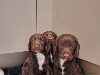Sprocker dogs - Advert 6