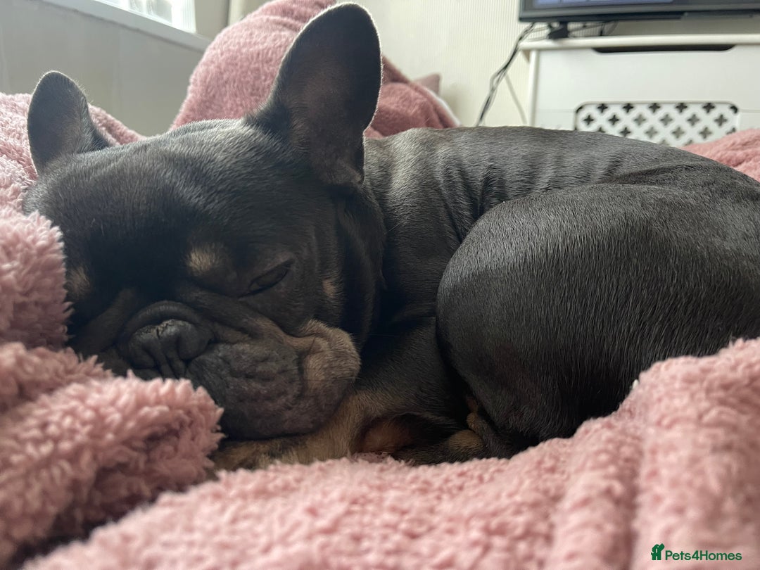 French Bulldog dogs for sale: Frenchie  - Image 3