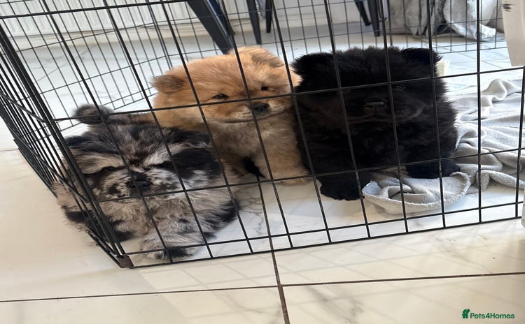 Chow Chow dogs - Advert 2