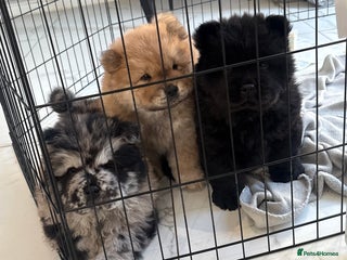 Chow Chow dogs - Advert 3