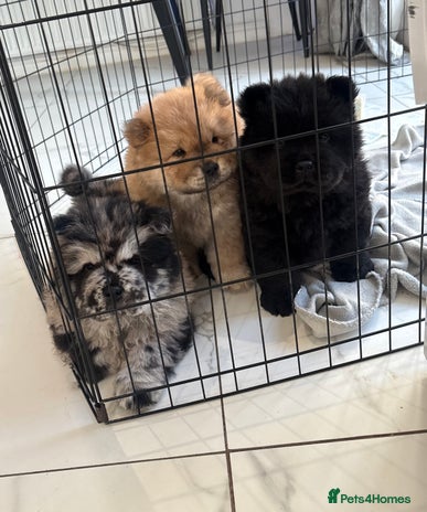 Chow Chow dogs - Advert 1