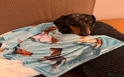 Dachshund dogs for sale: Female dog for sale  - Image 3