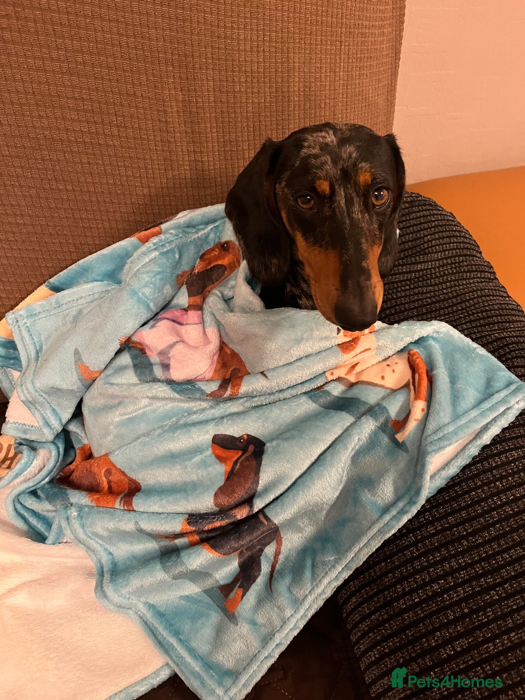 Dachshund dogs for sale: Female dog for sale  - Image 3