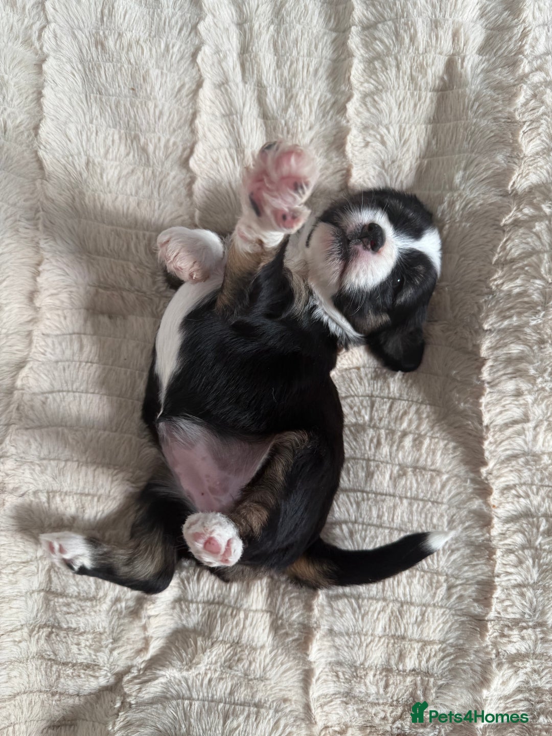 Tibetan Terrier dogs for sale: Tibetan Terrier puppies for sale  - Image 20