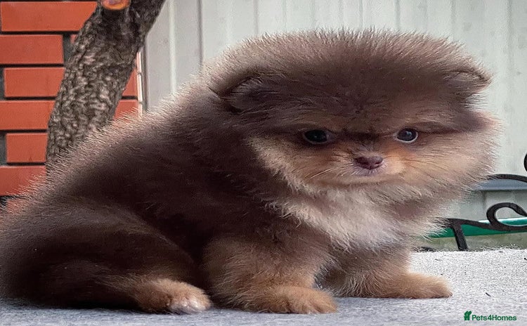 Pomeranian dogs - Advert 1