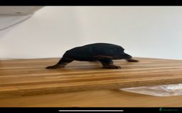 Miniature Dachshund dogs for sale:   🐾READY NOW🐾 | ONLY 1 BOY LEFT - Image 30