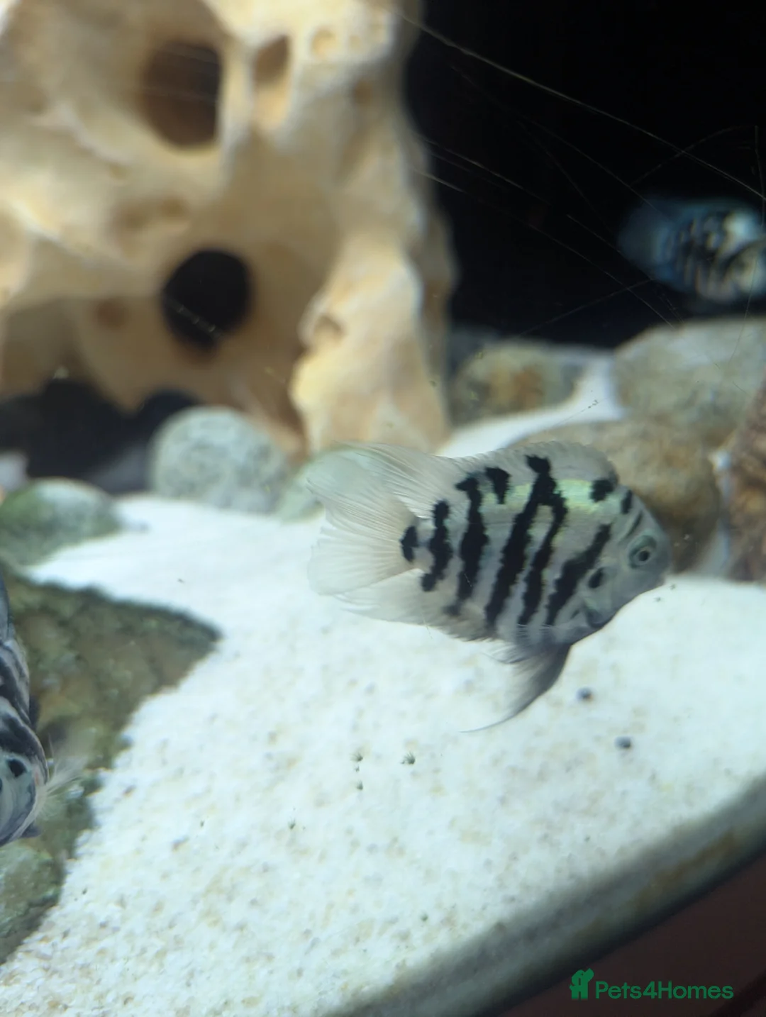 Cichlids fish for sale: Polar blue parrot fish  - Advert 3