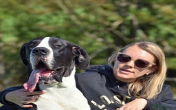 Great Dane dogs for stud: OPEN FOR STUD Stunning Apollo in Bathgate - Image 23