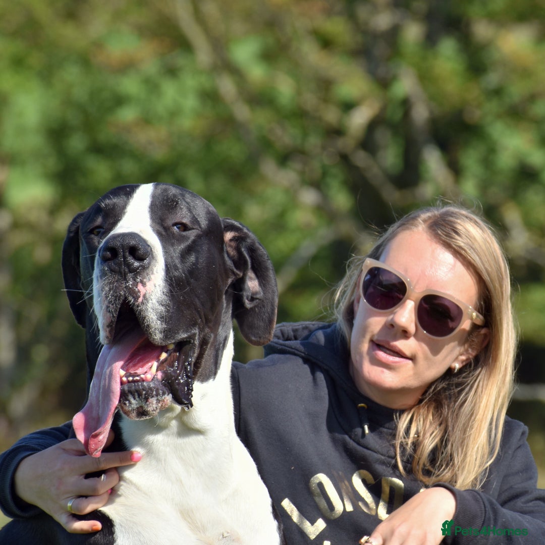 Great Dane dogs for stud: OPEN FOR STUD Stunning Apollo in Bathgate - Image 23