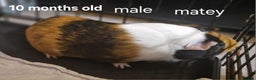 Guinea Pig rodents for sale: Tri coloured guinea pig girl and boy - Advert 3