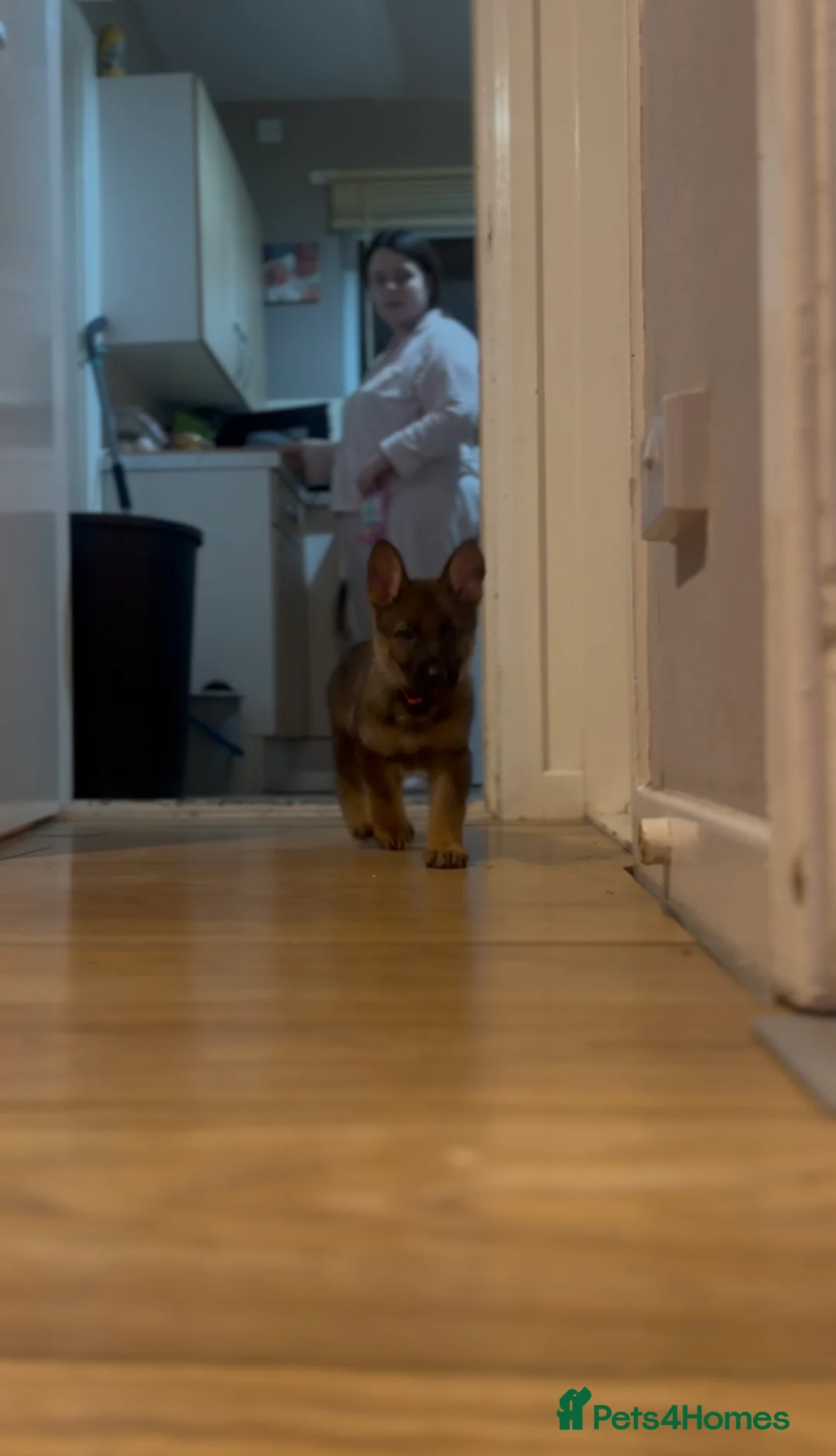 German Shepherd dogs for sale: Winnie - Advert 5