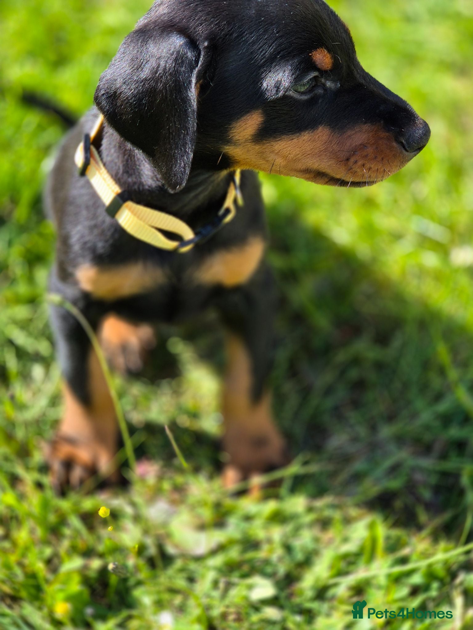 Dobermann dogs ⭐️⭐️⭐️⭐️⭐️ KC Reg European Dobermann puppies.  - Advert 1
