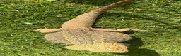 Bearded Dragon reptiles for sale: Bearded dragon with full set up  - Advert 7