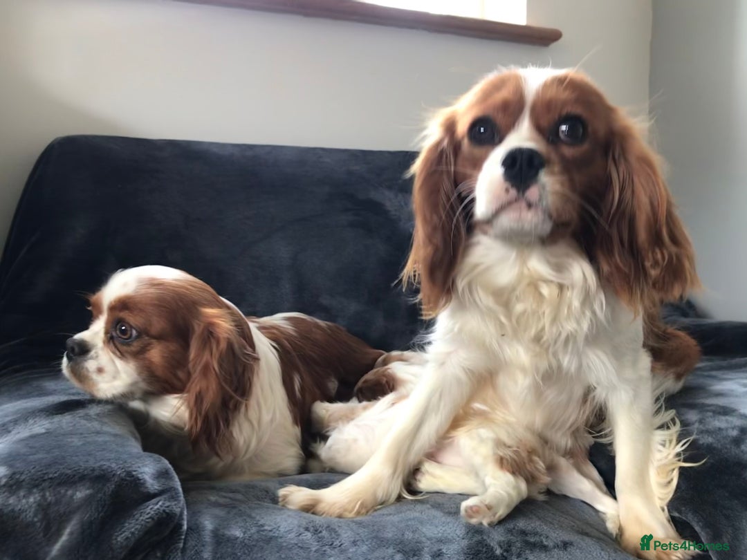 Cavalier King Charles Spaniel dogs for sale: Gorgeous Cavalier King Charles Spaniel Puppies - Image 14