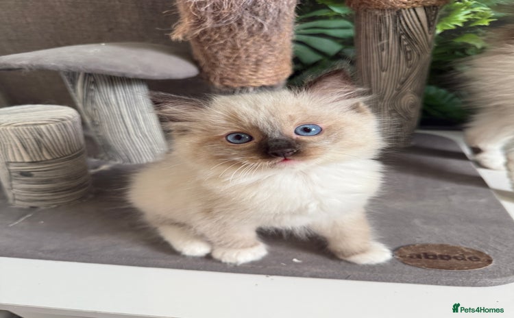 Ragdoll cats - Advert 14