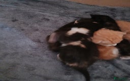 Mixed Breed cats for sale: Gorgeous Kittens - Image 5