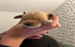 Cockapoo dogs for sale: F2 cockapoo’s for sale! 🌟  - Advert 17