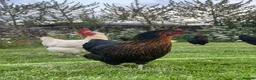 Chickens poultry for sale: Free range point of lay hens available 🧡 - Advert 4
