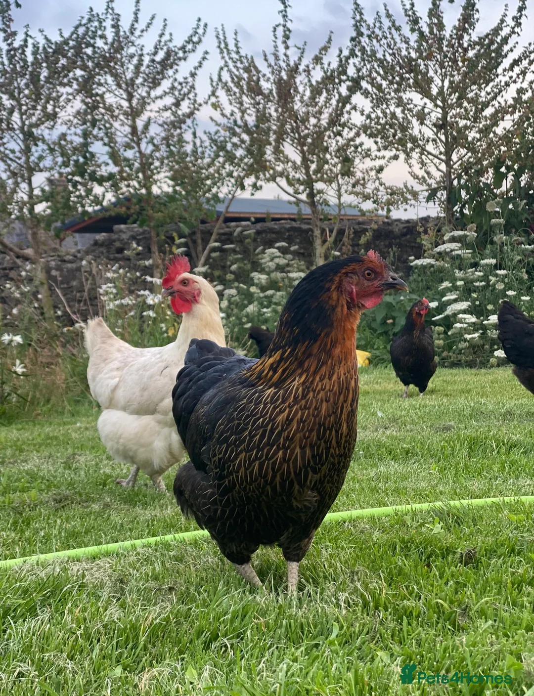 Chickens poultry for sale: Free range point of lay hens available 🧡 - Advert 2