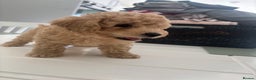 Toy Poodle dogs for sale: 🐾Tiny Toy poodle boy puppy last one🐾 - Advert 15