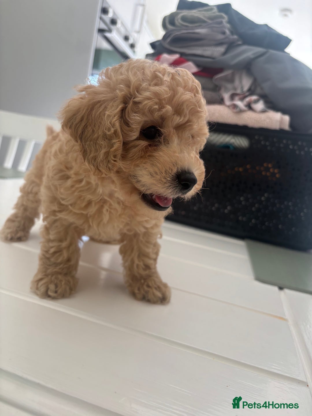 Toy Poodle dogs for sale: 🐾Tiny Toy poodle boy puppy last one🐾 - Advert 15