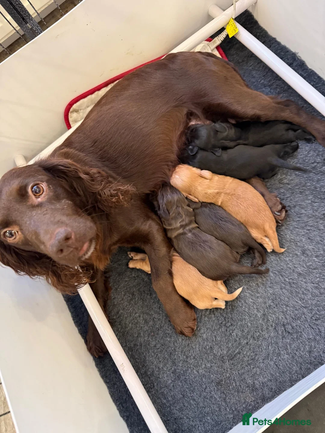 Cocker Spaniel dogs for sale: Beautiful Working Cocker KC Registered pups - Advert 2