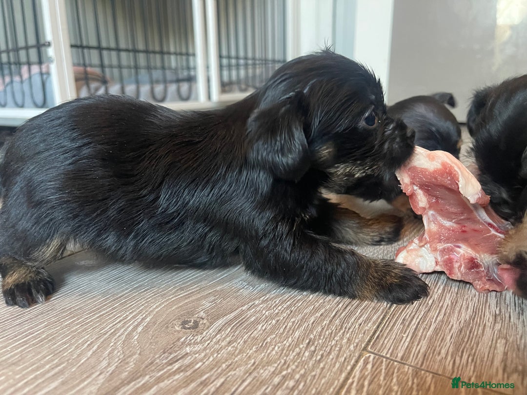 Mixed Breed dogs for sale: Jackapoo/French bulldog  - Advert 26