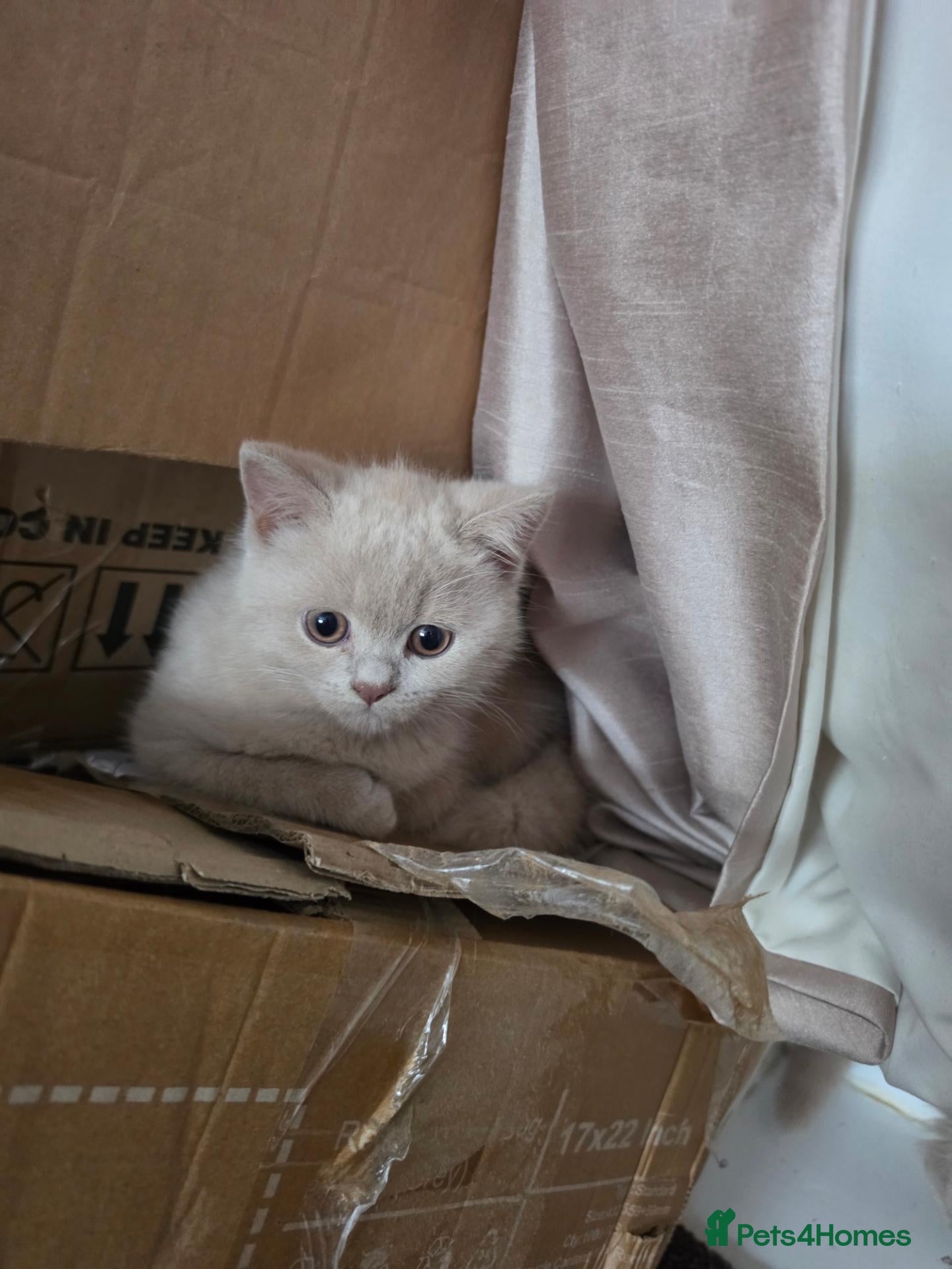 British Shorthair cats for sale: Exceptional Rare Fawn, British short hair  - Advert 2