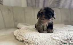 Cockapoo dogs for sale:  pra clear cockapoo puppy’s ready in 1 weeks - Image 6