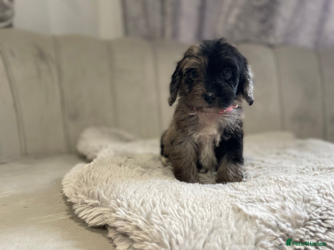 Cockapoo dogs for sale:  pra clear cockapoo puppy’s ready in 1 weeks - Image 6